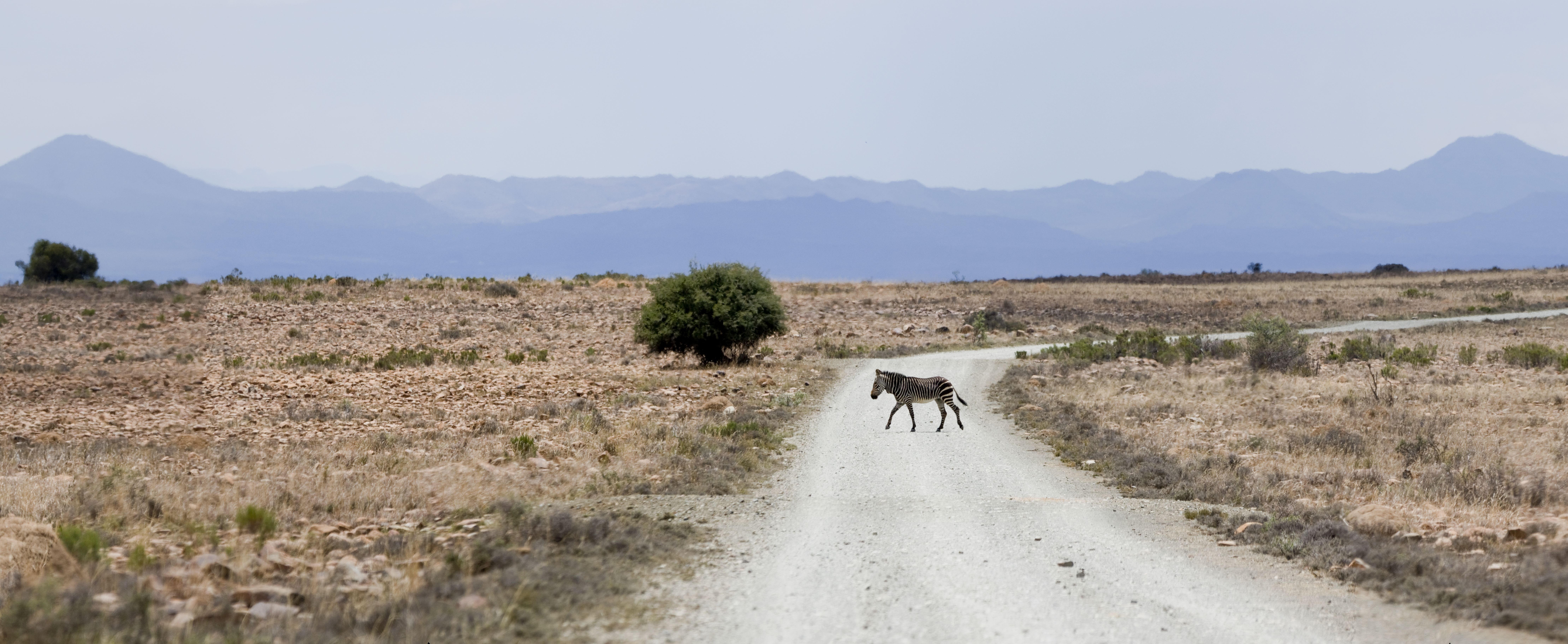 Mountain Zebra National Park